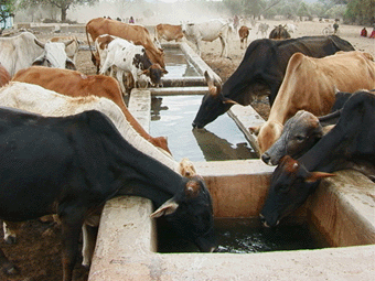 [http://www.maasai-association.org/slideshows/cows_water.gif]